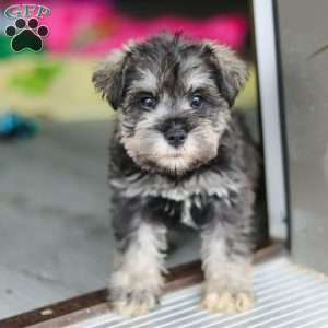 Clementine, Miniature Schnauzer Puppy
